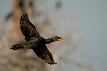 A breeding plumage Double-crested Cormorant flies in the sun with a tree and sky background.