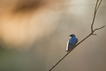 A Tree Swallow perched on a bare branch with its back showing and a smooth brown background.