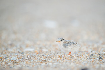 A small and cute baby Common Tern chick stands on the pebbly beach and blends in with its camouflage.