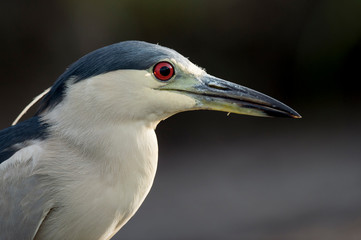 A very close photo of a Black-crowned Night Heron against a dark background with its large red eye showing.