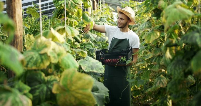 Young bearded male in straw hat and working outfit collecting cucumbers in greenhouse, fresh vegetables, organic farming