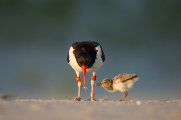 American Oystercatcher feeds its chick food on a sandy beach in the golden evening sunlight.