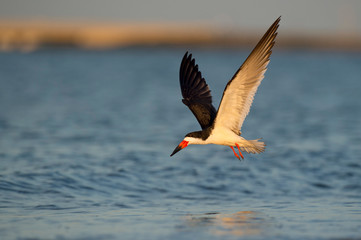 Fototapeta na wymiar A Black Skimmer flies over the water with its wings spread in the golden morning sunlight