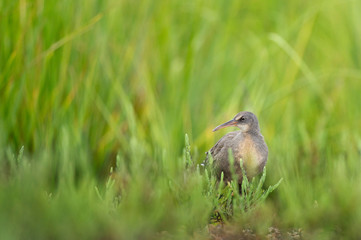 A Clapper Rail sneaks around in the bright green marsh grass in soft overcast light.