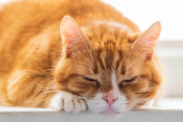 Close-up portrait of a domestic ginger cat.
