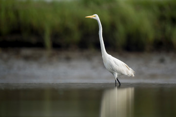 A large Great Egret wades in shallow water searching for food with its reflection.