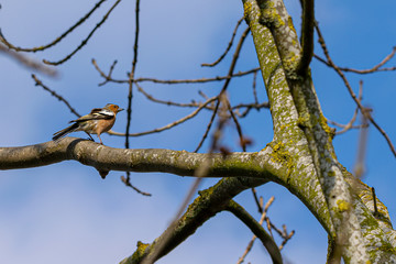 Male chaffinch (Fringilla coelebs) perched on tree branches in late winter
