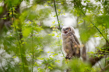 A Great-horned Owlet yawns while perched on a branch surrounded by bright green leaves.