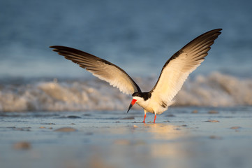 A Black Skimmer lands on the beach with its wings up in the golden morning sunlight.