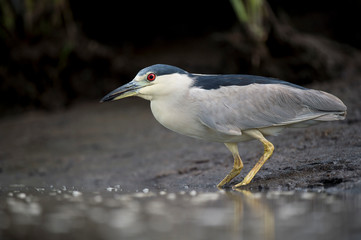 A Black-crowned Night Heron stalks the shallow water in search of food in soft light with its bright red eye standing out.