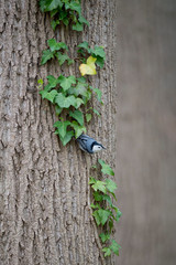 Fototapeta premium A White-breasted Nuthatch clinging to a large tree trunk with a vine of bright green leaves.