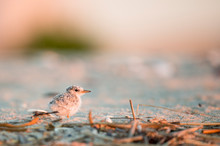 A cute Least Tern chick stands on a sandy beach in the golden early morning sunlight.