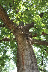 Stately Oak