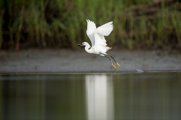 A white Snowy Egret feeds in the shallow water in a marsh with a green grass background in soft overcast light.