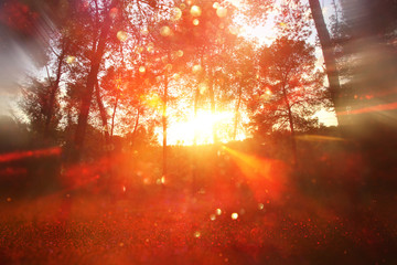 Abstract background of light burst among trees and glitter golden bokeh lights