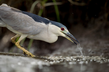A Black-crowned Night Heron stalks the shallow water in search of food in soft light with its bright red eye standing out.