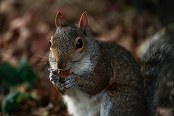 Squirrel eating a nut