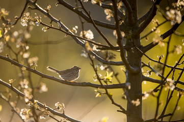 A Song Sparrow perched on a branch as it glows in the morning sun with white flowers on the branches.