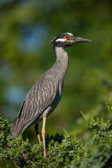 A Yellow-crowned Night Heron perched on some pine trees on a bright sunny day.