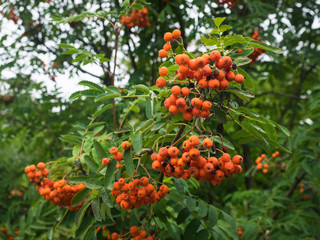 Reife Beeren des Vogelbeerbaumes h&auml;ngen an einen Ast.