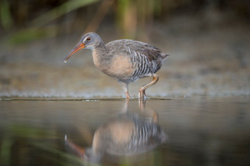 A Clapper Rail wades in shallow water with its reflection in the muddy marsh in soft light.