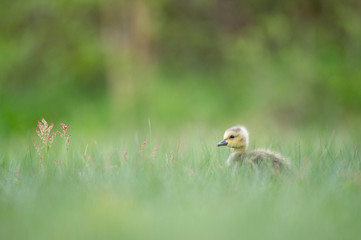 Small cute Canada Gosling stands in green grass with a smooth green background.