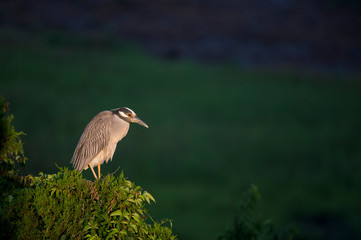 A Yellow-crowned Night Heron perched in a bright green pine tree with a smooth green background in the early morning sunlight.