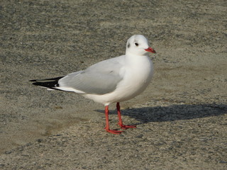 地面に立つユリカモメ