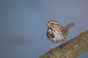 A Song Sparrow portrait perched on a branch in soft sunlight with a smooth blue background.