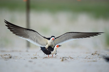 Pair of Black Skimmers mating on a sandy beach with wings out.
