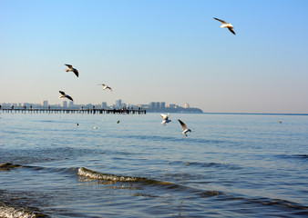 Fototapeta na wymiar Scenic seascape with seagulls and a pier and a city in the distance