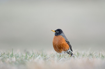 An American Robin stands on the ground in soft light with a smooth gray background.