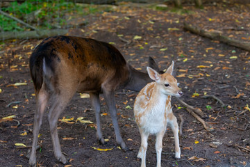 Naklejka na ściany i meble The fallow deer (Dama dama) hint and fawn, native species to Europe