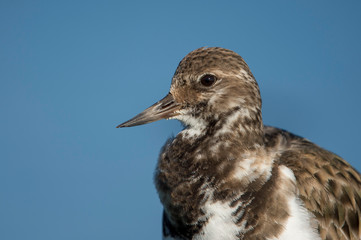 A close photo of a Ruddy Turnstone in bright sunlight with a smooth blue background.