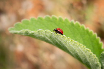 ladybug on a leaf