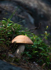 brown mushroom in forest weed moss summer evening macro close up