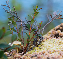 flowers, moss and mushroom macro close up summer mountain nature kareliya