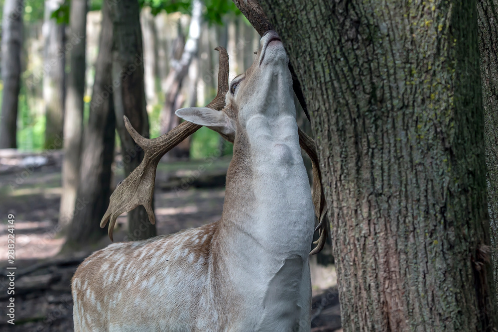 Canvas Prints The fallow deer (Dama dama) .This deer is native species to Europe.Fallow deer  has a great variability of color from very dark to white