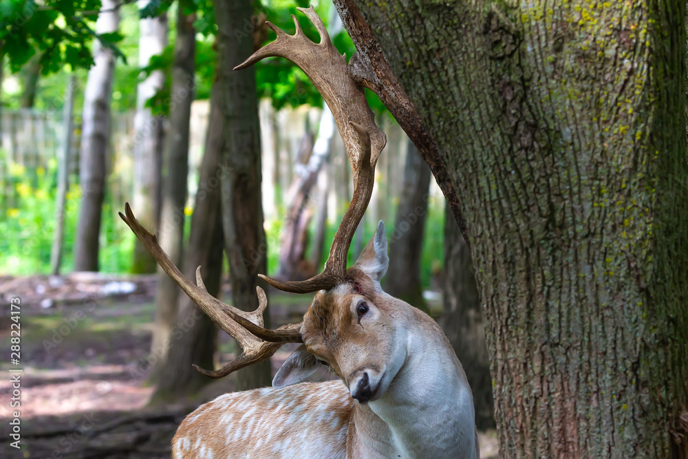 Wall mural the fallow deer (dama dama) .this deer is native species to europe.fallow deer has a great variabili