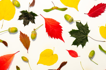 Colorful autumn leaves and acorns on white background. Autumn leaf pattern. Autumn concept
