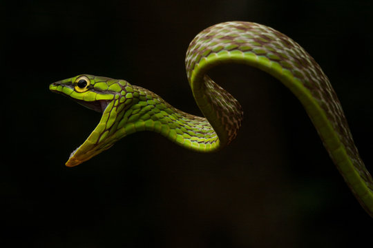 Short-nosed Vine Snake (Oxybelis brevirostris)