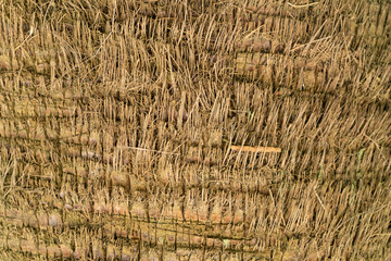 Bark on a Palm tree