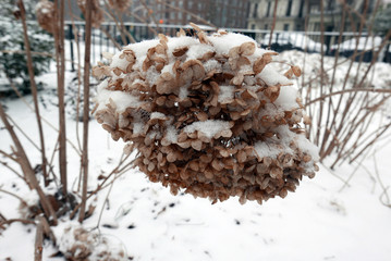 Hydrangea cover with snow in a garden