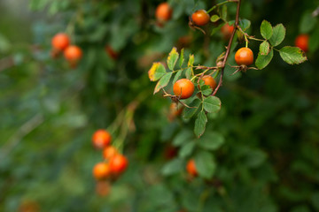 Rosehip branches with berries. Green blurred background.