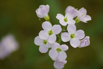 Obraz premium pink flowers on a green background