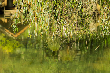 Lago Monte Verde