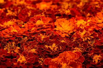 Floral background of calendula flowers Tagetes erecta, mexican, aztec or african calendula growing in the garden.