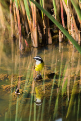 Ave Lago  - Monte Verde  