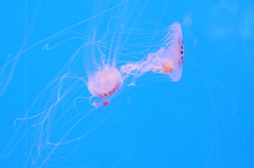 Medusas