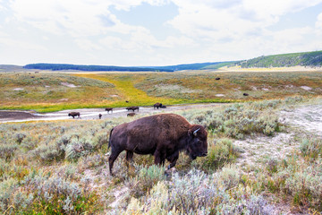 Herd of bison buffalo grazing at Yellowstone National Park